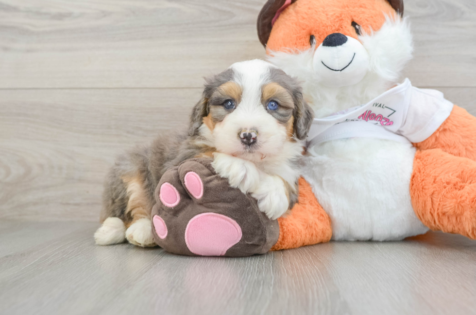 7 week old Mini Bernedoodle Puppy For Sale - Simply Southern Pups