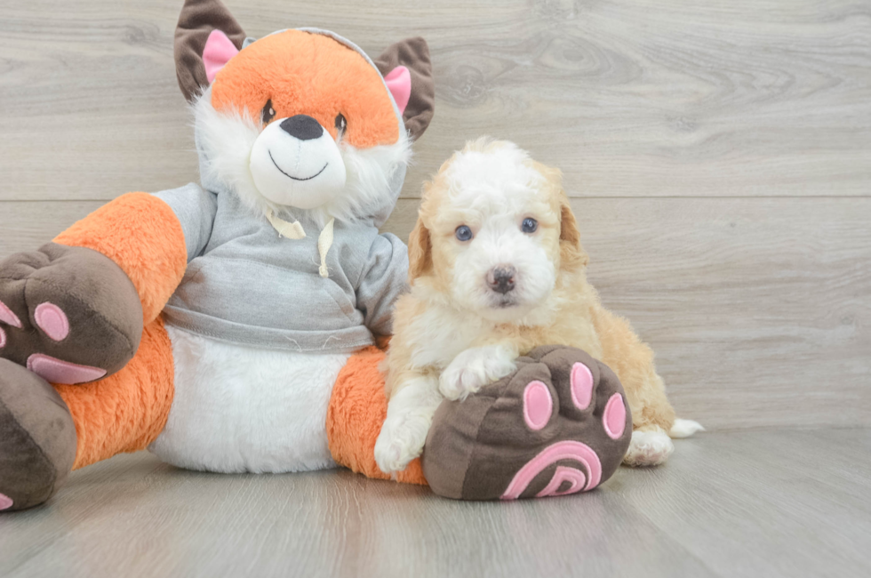 5 week old Mini Bernedoodle Puppy For Sale - Simply Southern Pups