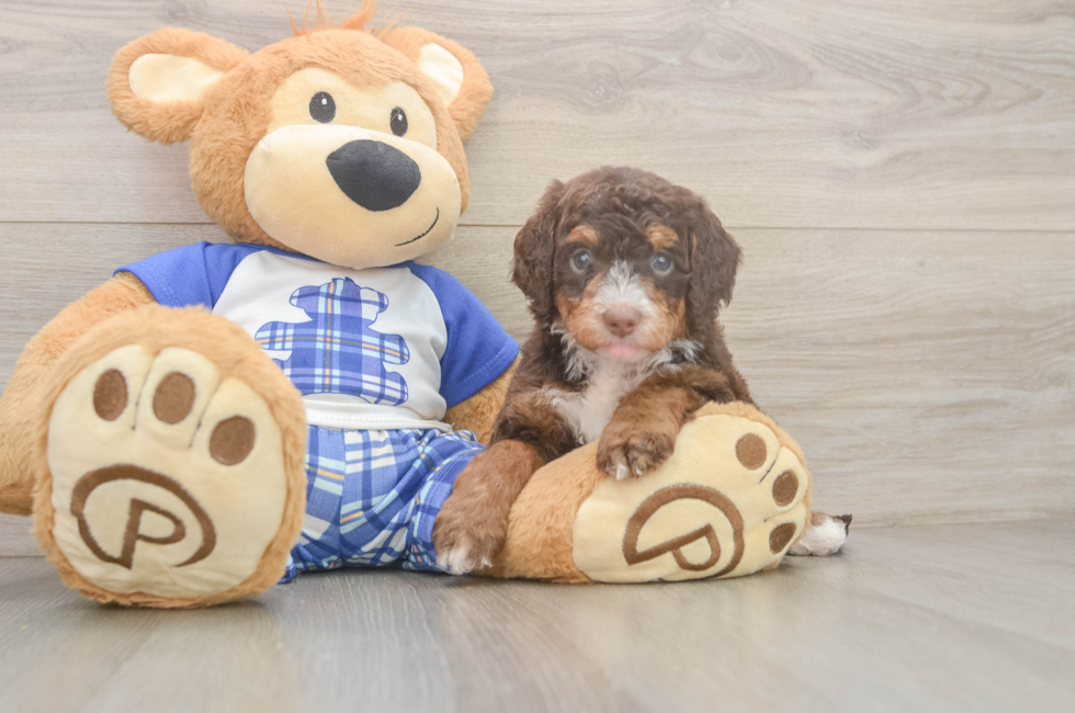5 week old Mini Bernedoodle Puppy For Sale - Simply Southern Pups