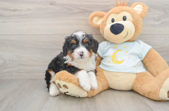 Smart Mini Bernedoodle Poodle Mix Pup