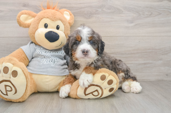 Best Mini Bernedoodle Baby