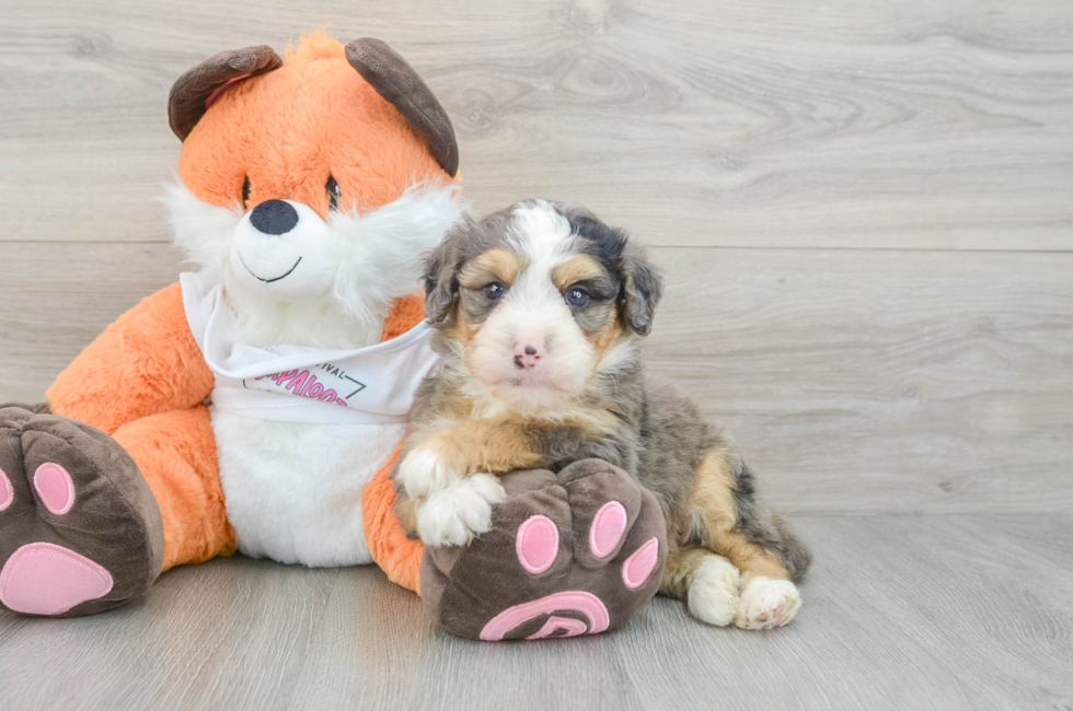 7 week old Mini Bernedoodle Puppy For Sale - Simply Southern Pups