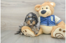 Mini Bernedoodle Puppy for Adoption