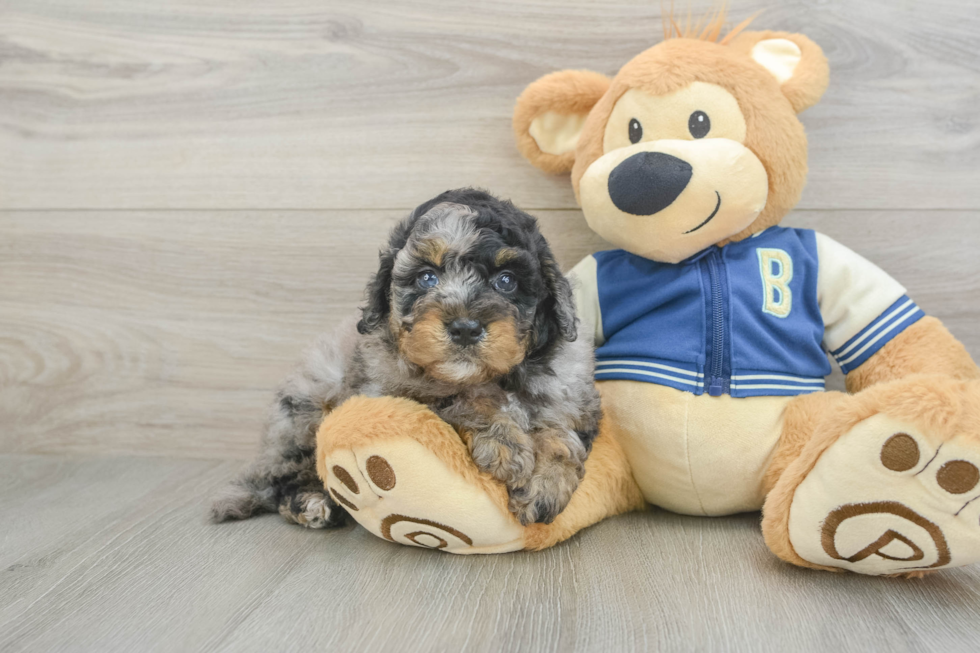 Mini Bernedoodle Puppy for Adoption