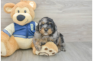 Happy Mini Bernedoodle Baby