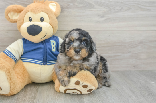 Happy Mini Bernedoodle Baby