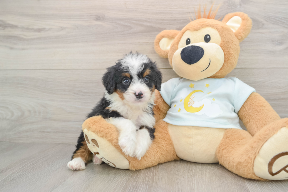Adorable Mini Bernesedoodle Poodle Mix Puppy