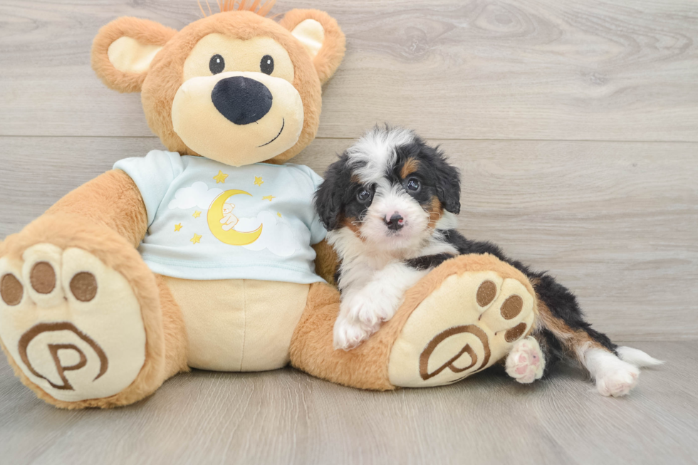 Mini Bernedoodle Pup Being Cute