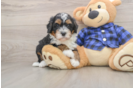 Happy Mini Bernedoodle Baby