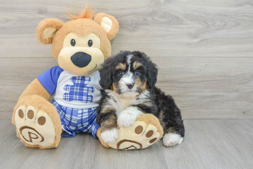 Mini Bernedoodle Puppy for Adoption