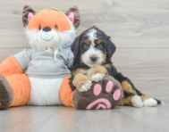 7 week old Mini Bernedoodle Puppy For Sale - Simply Southern Pups