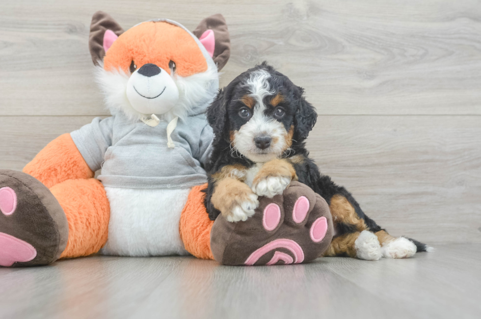5 week old Mini Bernedoodle Puppy For Sale - Simply Southern Pups