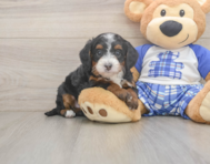 6 week old Mini Bernedoodle Puppy For Sale - Simply Southern Pups