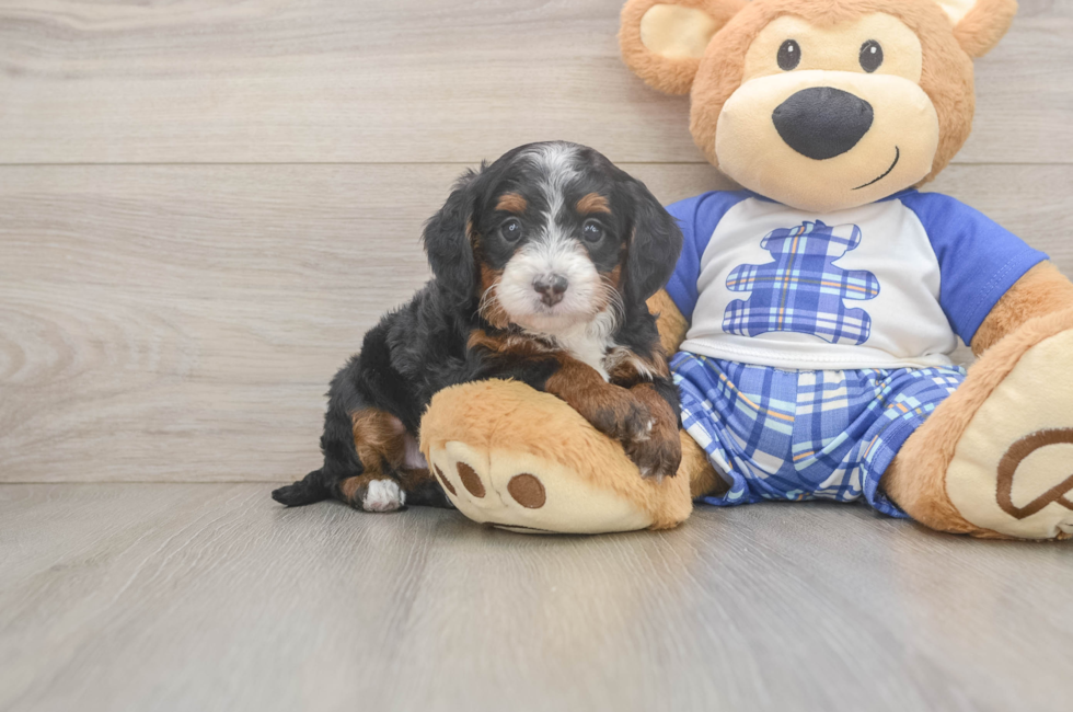 5 week old Mini Bernedoodle Puppy For Sale - Simply Southern Pups