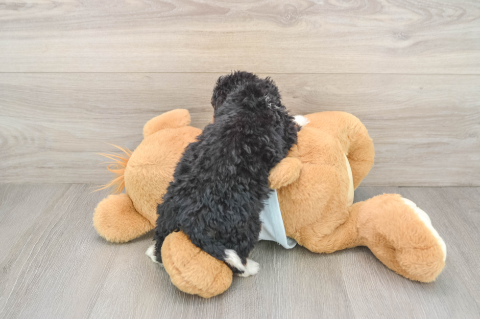 Friendly Mini Bernedoodle Baby