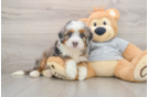 Adorable Mini Bernadoodle Poodle Mix Puppy