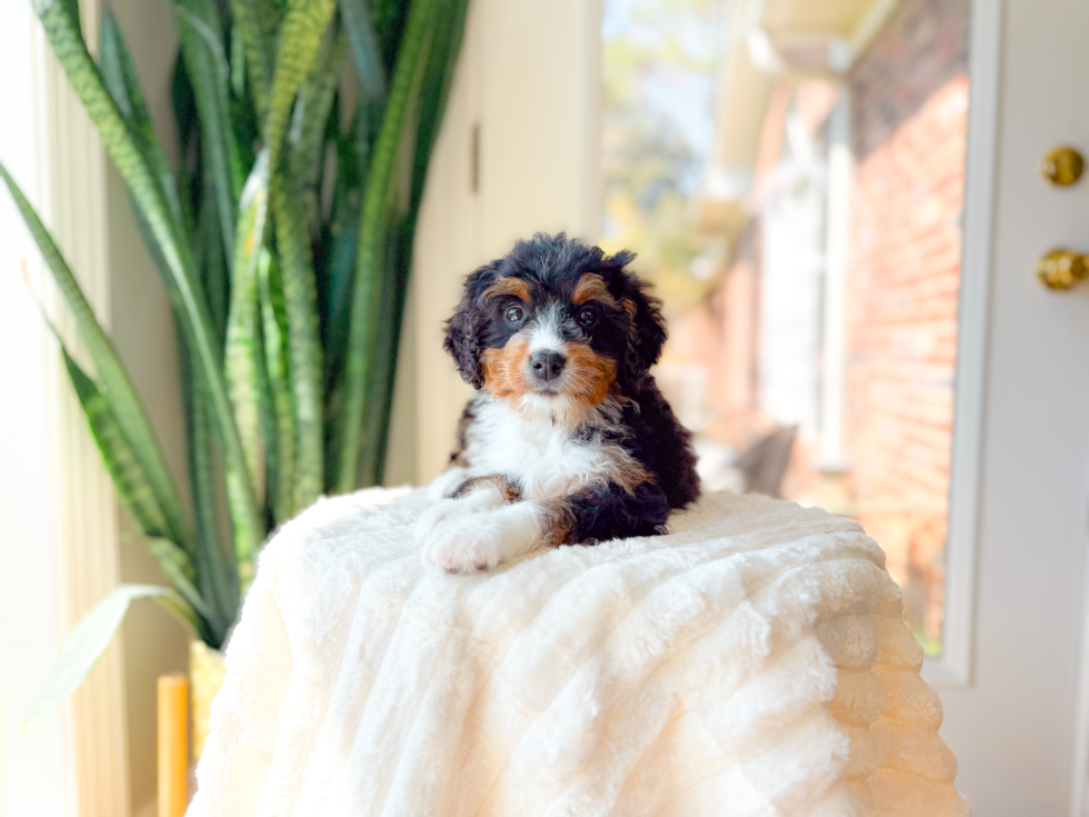 Mini Bernedoodle Puppy for Adoption