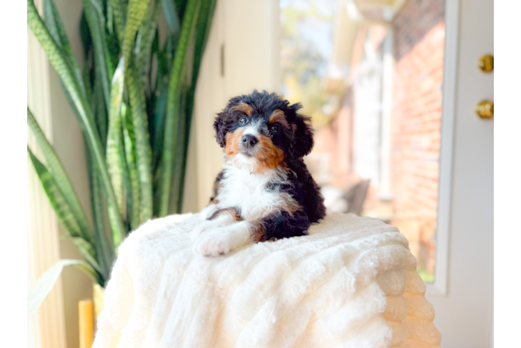 Best Mini Bernedoodle Baby