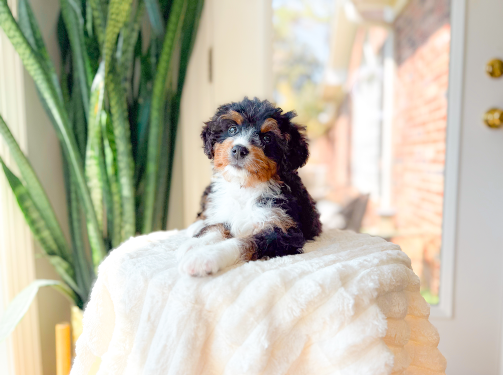 Best Mini Bernedoodle Baby