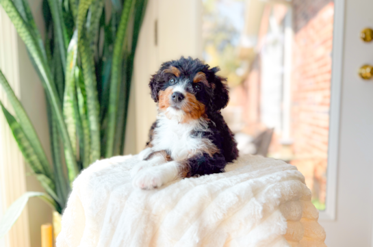 Best Mini Bernedoodle Baby