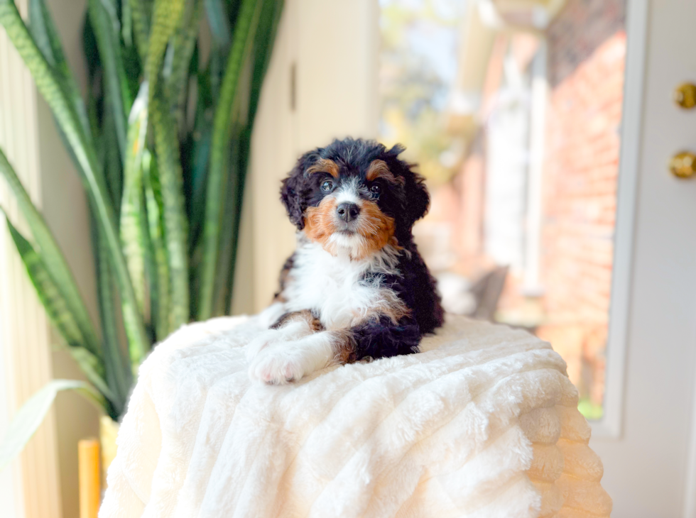 Cute Mini Bernadoodle Poodle Mix Puppy