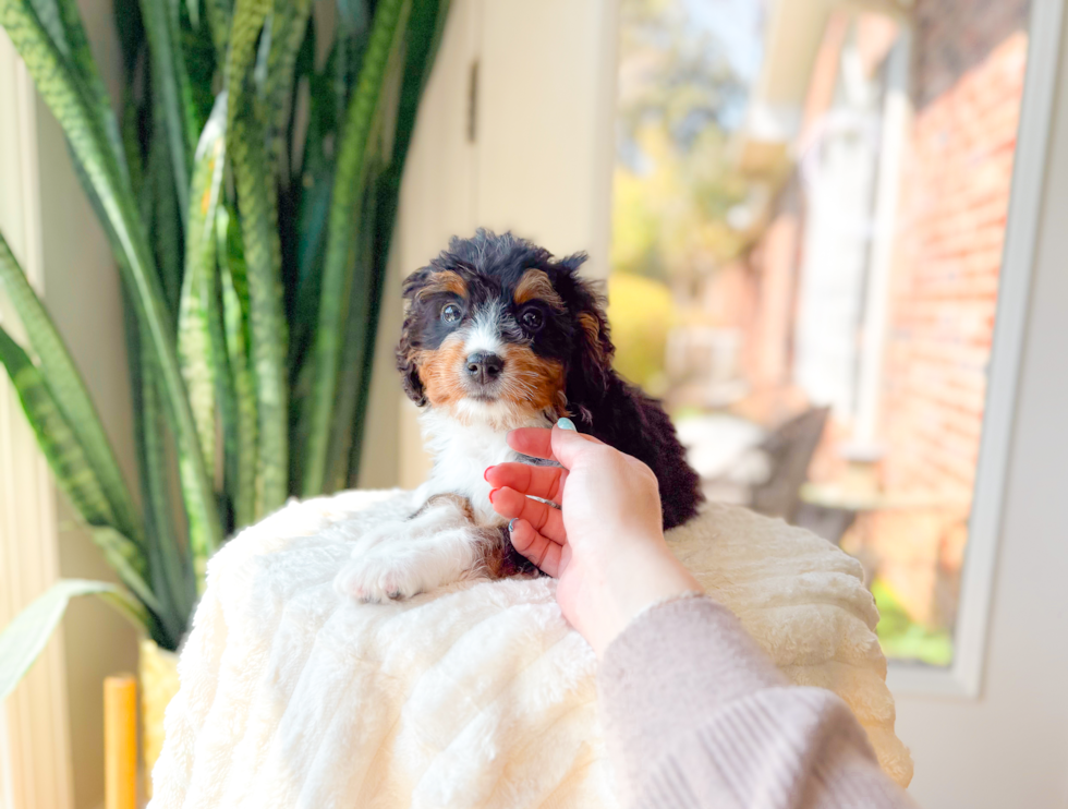 Mini Bernedoodle Puppy for Adoption