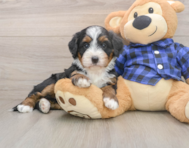 6 week old Mini Bernedoodle Puppy For Sale - Simply Southern Pups