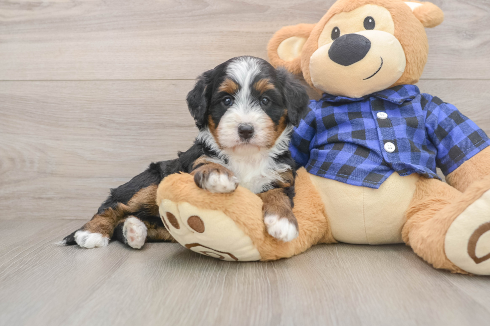 Smart Mini Bernedoodle Poodle Mix Pup