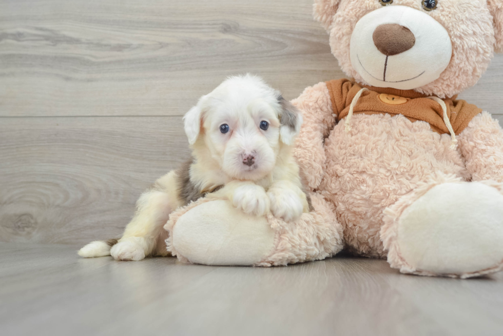 Best Mini Bernedoodle Baby