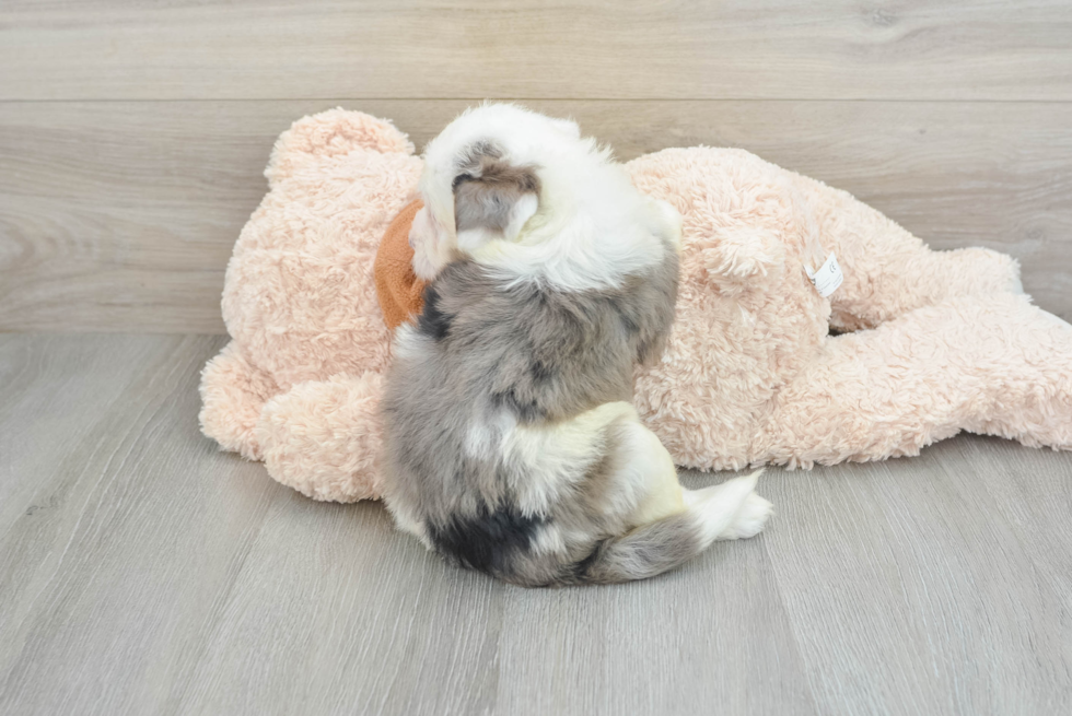 Popular Mini Bernedoodle Poodle Mix Pup