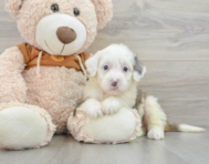 9 week old Mini Bernedoodle Puppy For Sale - Simply Southern Pups