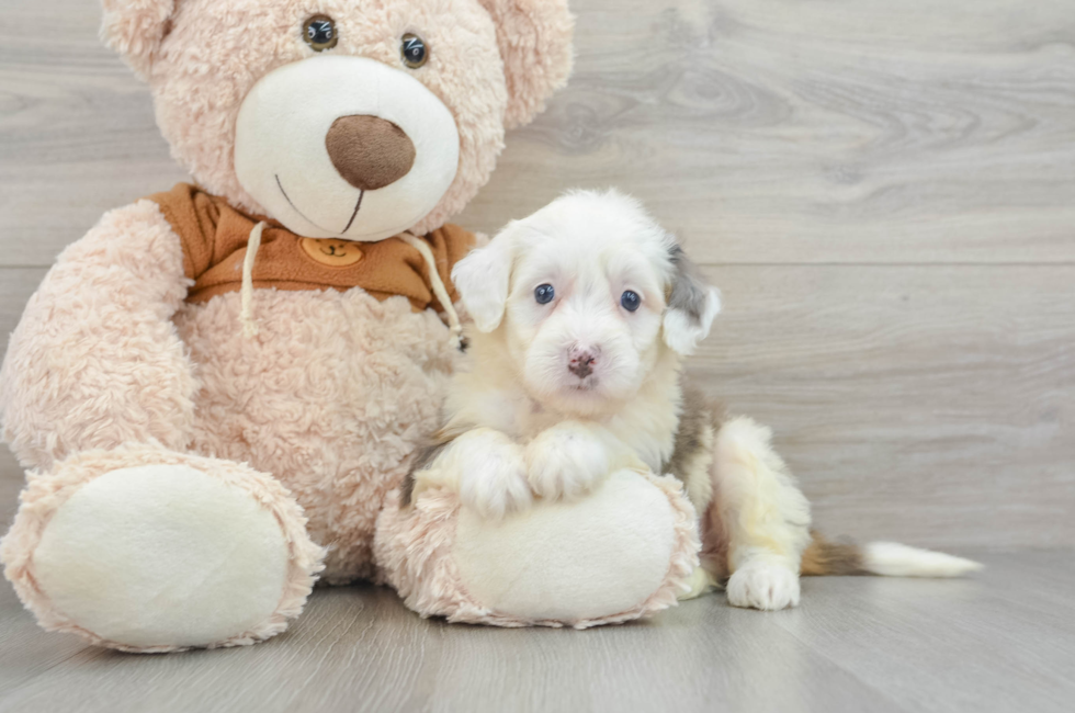 8 week old Mini Bernedoodle Puppy For Sale - Simply Southern Pups