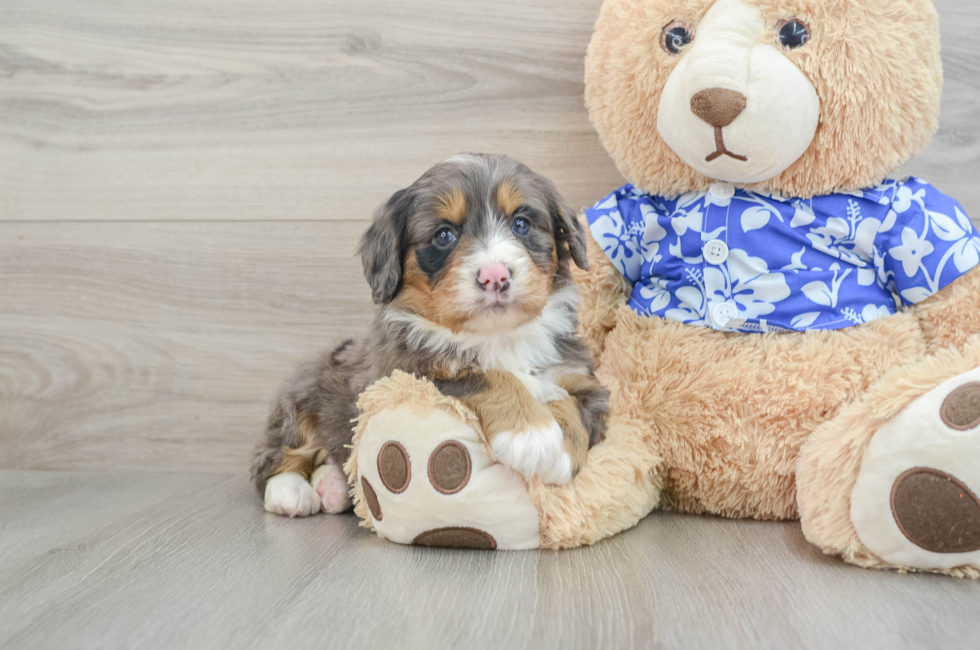 7 week old Mini Bernedoodle Puppy For Sale - Simply Southern Pups