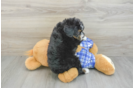 Mini Bernedoodle Puppy for Adoption