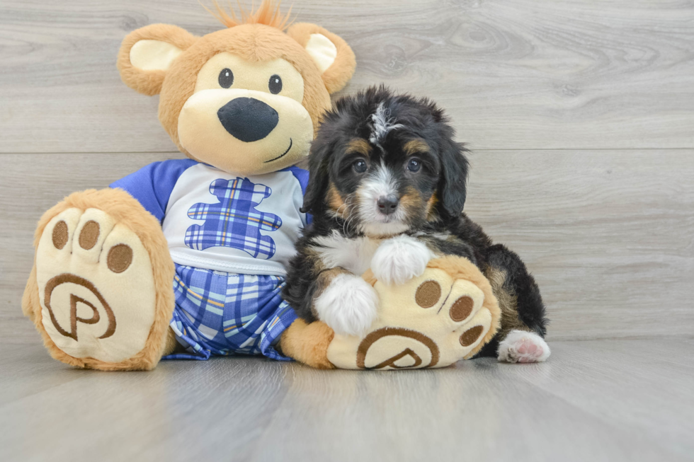 Petite Mini Bernedoodle Poodle Mix Pup