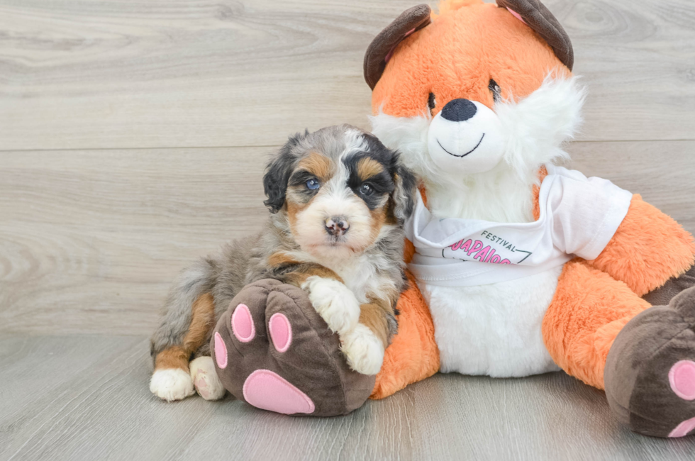 7 week old Mini Bernedoodle Puppy For Sale - Simply Southern Pups