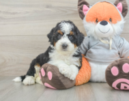 7 week old Mini Bernedoodle Puppy For Sale - Simply Southern Pups