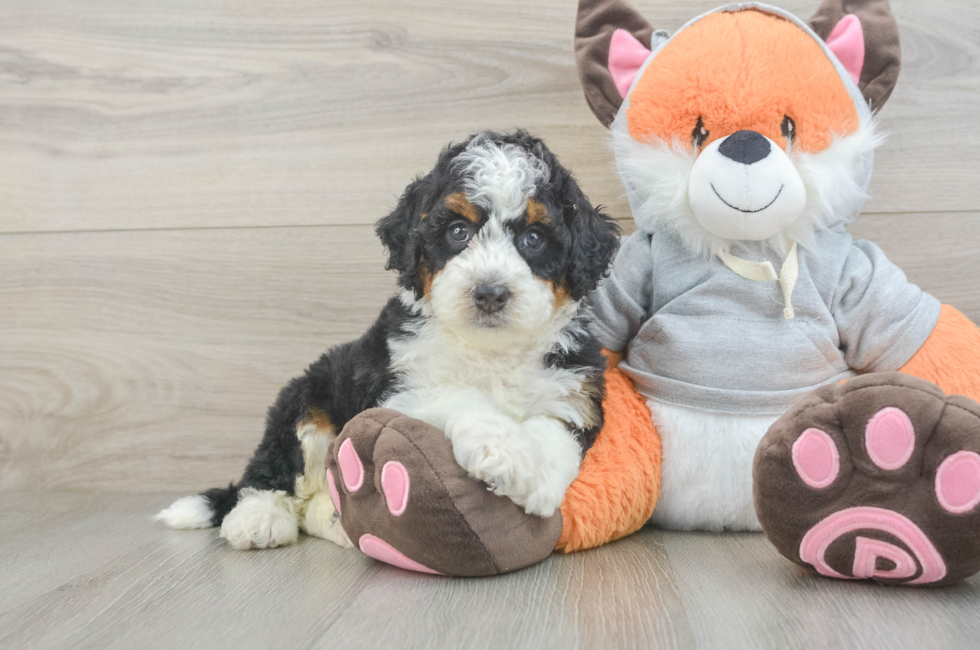 5 week old Mini Bernedoodle Puppy For Sale - Simply Southern Pups