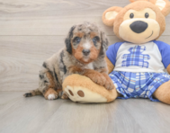 6 week old Mini Bernedoodle Puppy For Sale - Simply Southern Pups