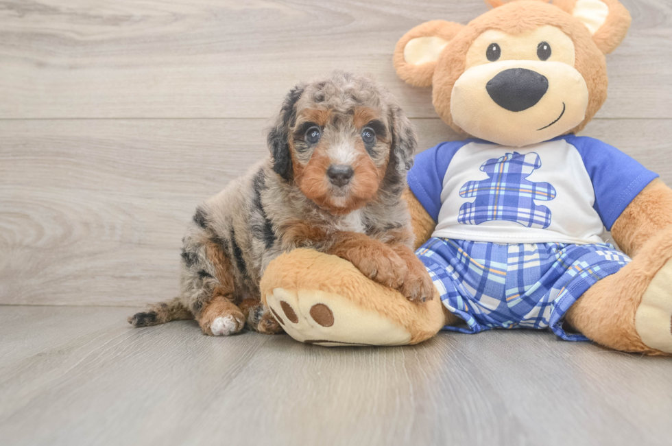 5 week old Mini Bernedoodle Puppy For Sale - Simply Southern Pups
