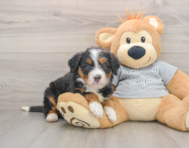 7 week old Mini Bernedoodle Puppy For Sale - Simply Southern Pups