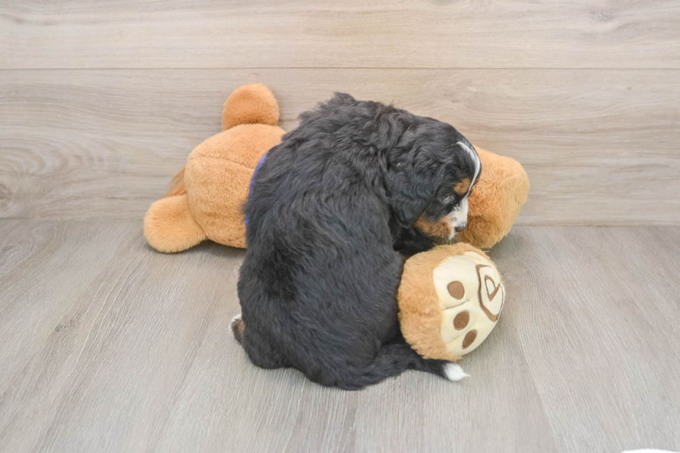 Energetic Mini Bernese Poodle Poodle Mix Puppy