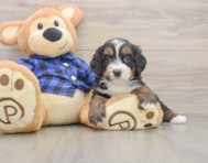 6 week old Mini Bernedoodle Puppy For Sale - Simply Southern Pups