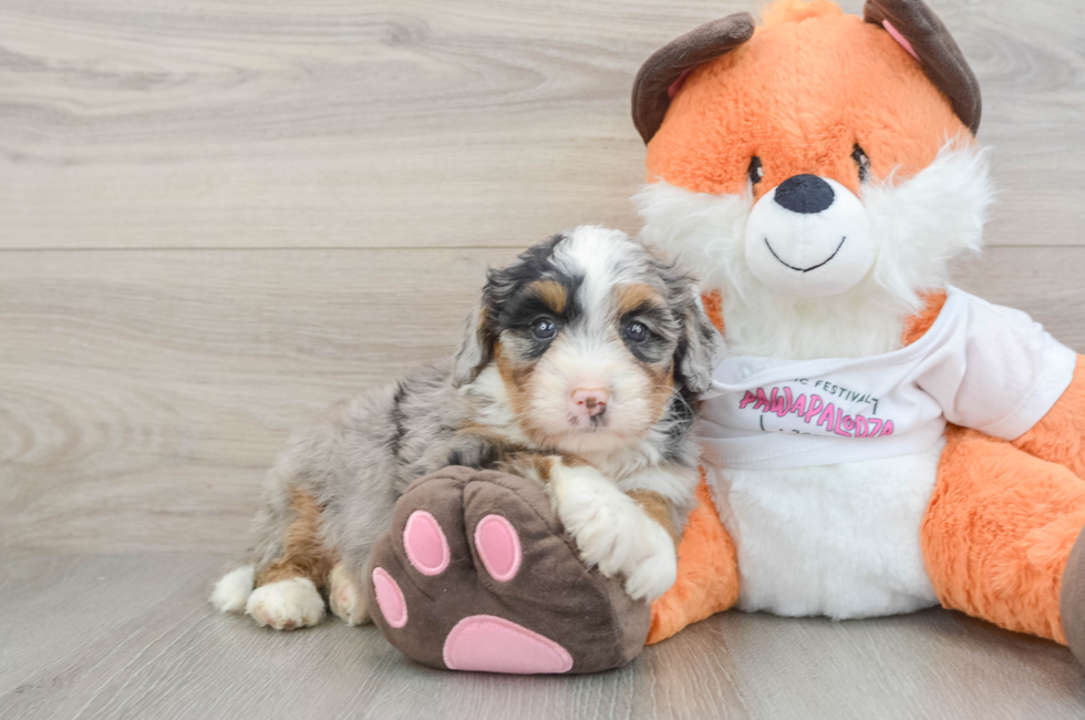 7 week old Mini Bernedoodle Puppy For Sale - Simply Southern Pups