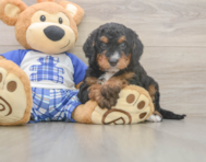 6 week old Mini Bernedoodle Puppy For Sale - Simply Southern Pups