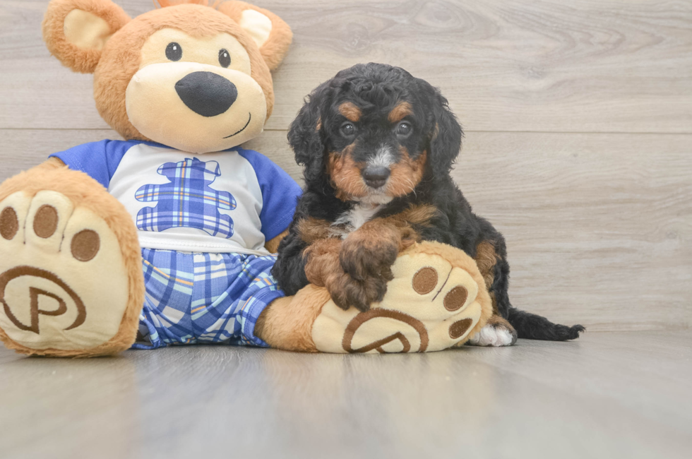 5 week old Mini Bernedoodle Puppy For Sale - Simply Southern Pups