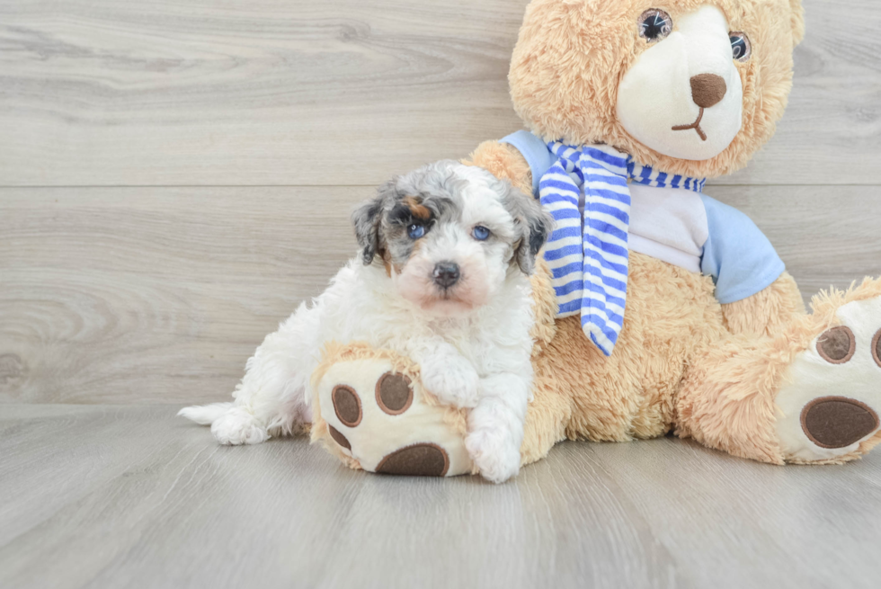 Fluffy Mini Bernedoodle Poodle Mix Pup