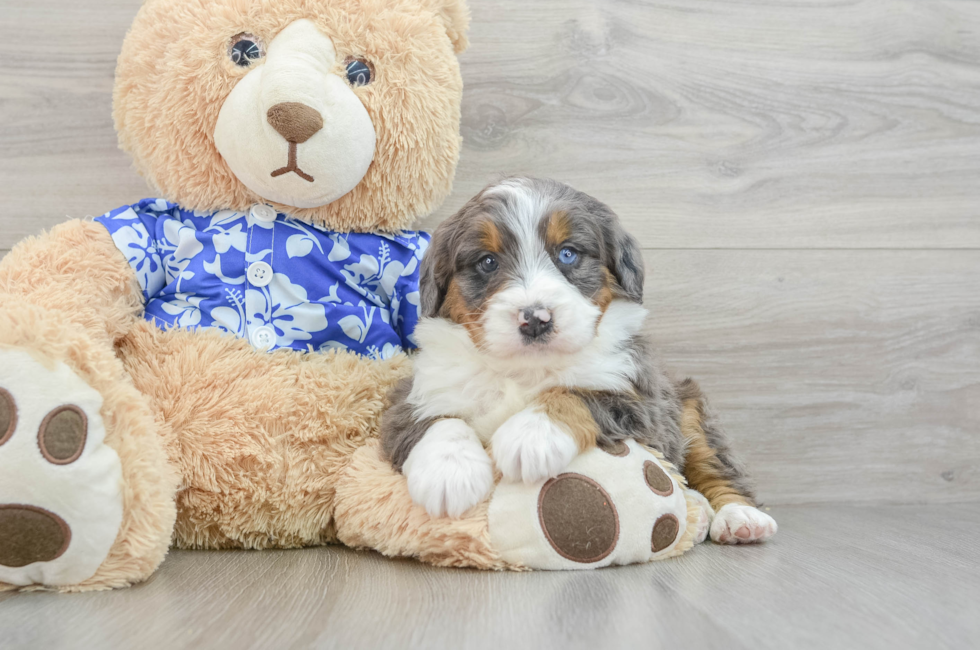 7 week old Mini Bernedoodle Puppy For Sale - Simply Southern Pups