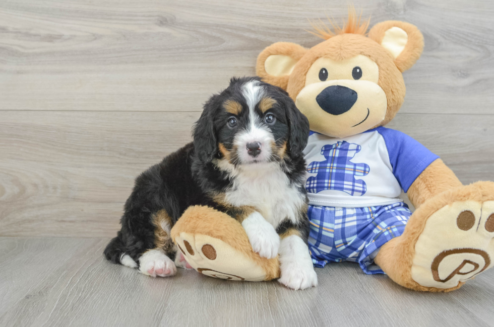 6 week old Mini Bernedoodle Puppy For Sale - Simply Southern Pups