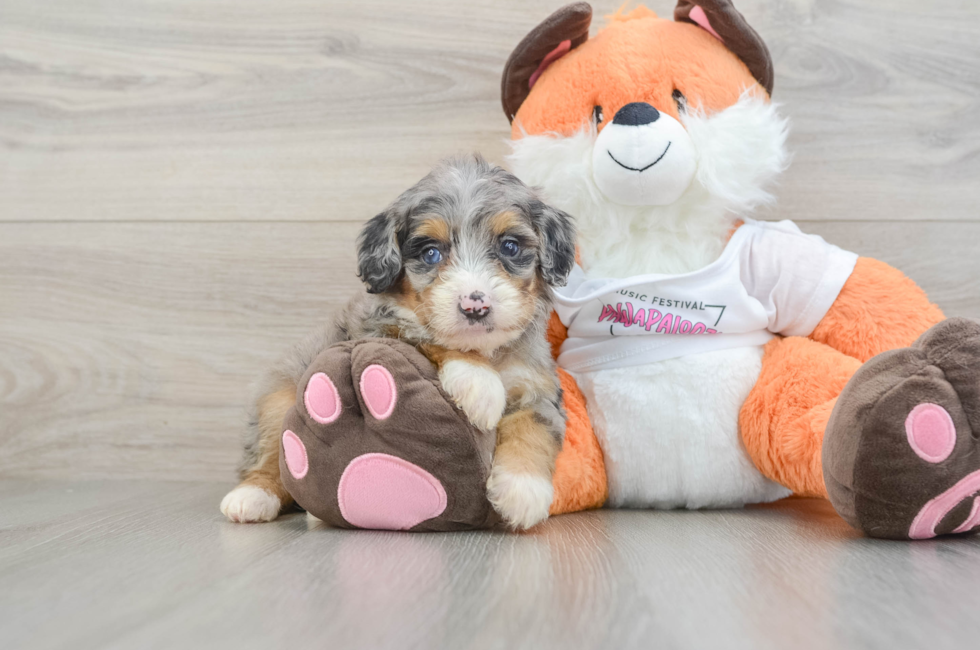 7 week old Mini Bernedoodle Puppy For Sale - Simply Southern Pups